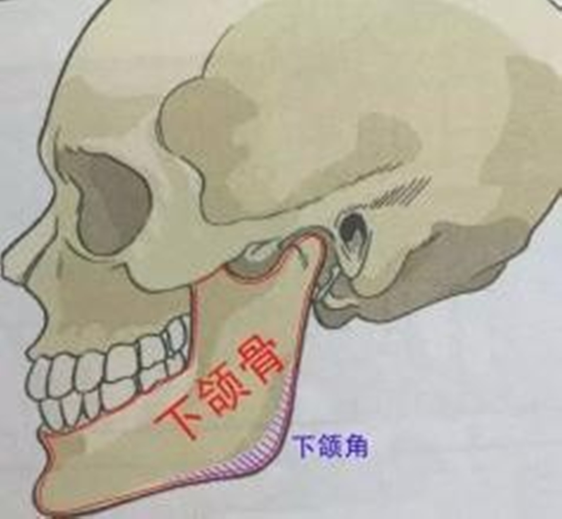 颌面轮廓下颌骨模型解说图