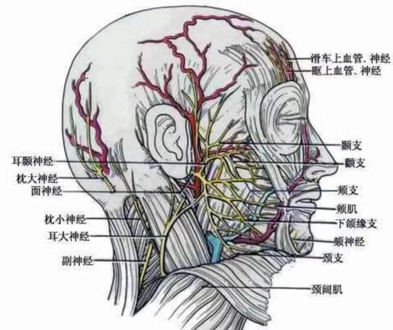 面部光纤溶脂的手术难度还是比较高的,因为面部的解剖