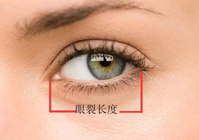 我们眼的外部可分为上睑和下睑两部分,其间称为眼裂
