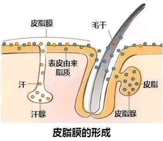 一直说的皮脂腺,到底是什么?