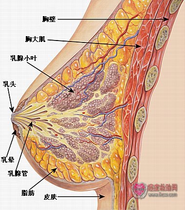 【给准备做假体丰胸术的女生几点建议】