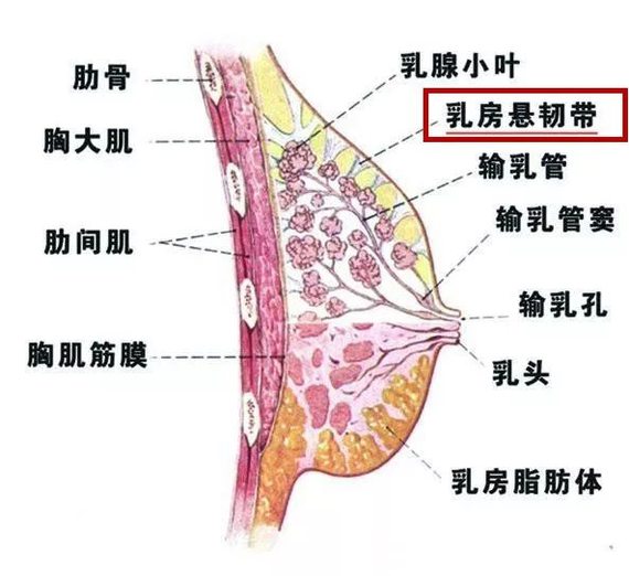 女人乳房的大小主要是由其中的脂肪决定的同_圈子