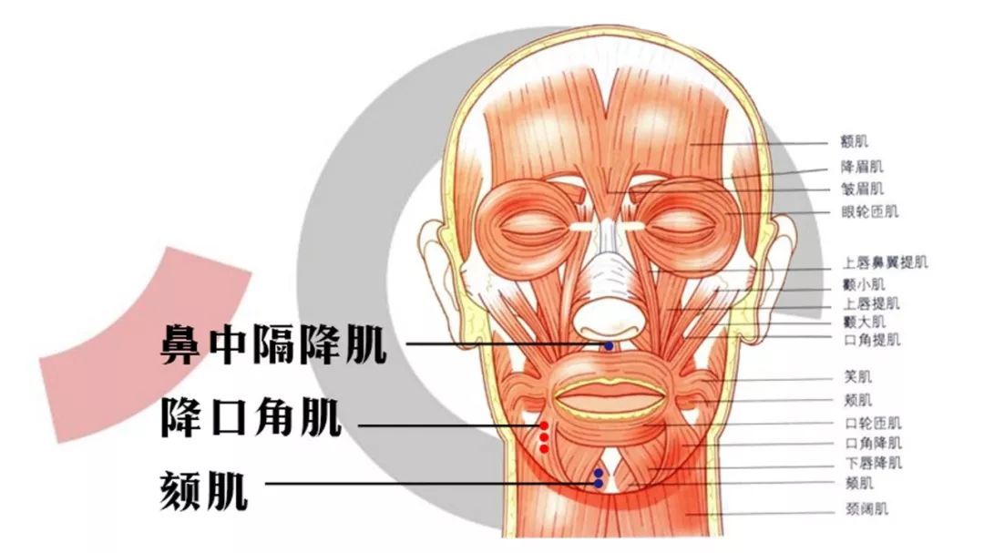 肌肉是越用越强的,长期以往,就会出现这样的情况:嘴角习惯下垂,嘴