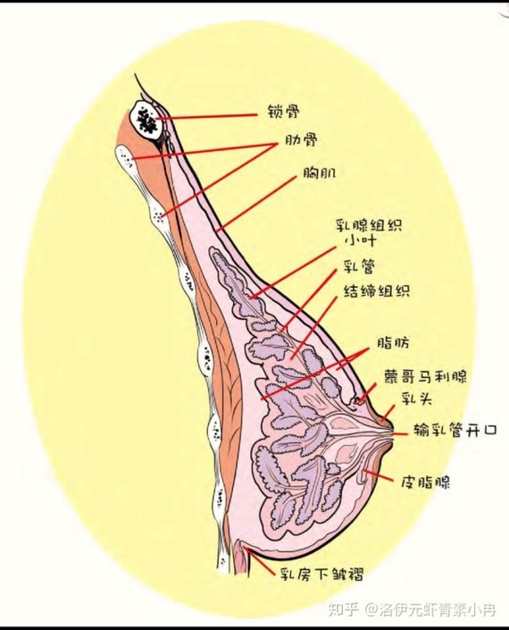 每个乳腺叶都有一个输乳管,输乳管集合于末端变细并开口于乳头.