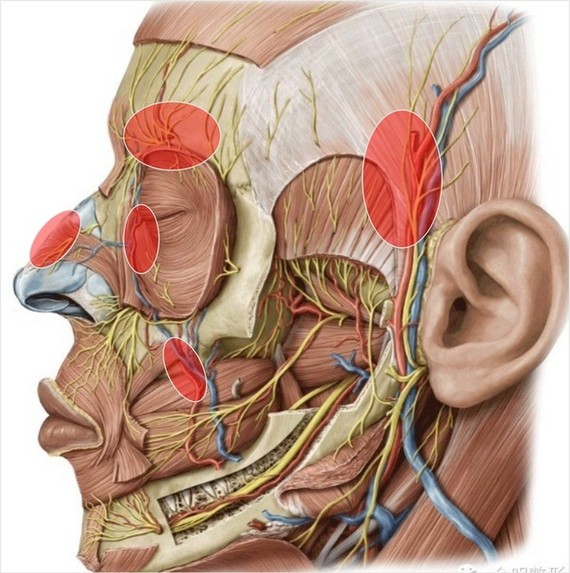 图 面部注射危险区(标红区)