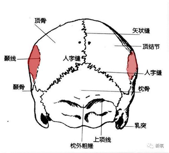 颞部 羊涂红部分,颞线圈住的地方.