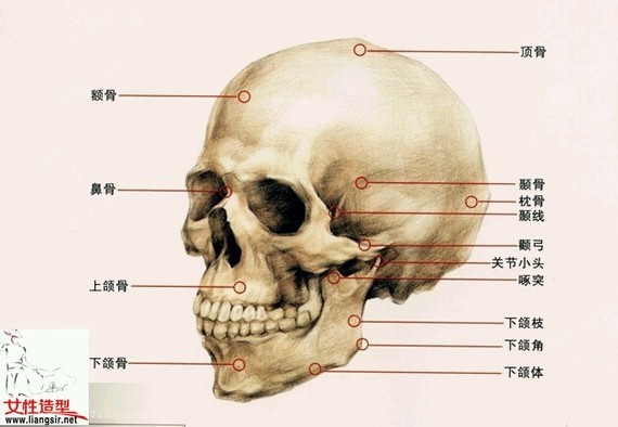 美容整形于面相学的讲究,先从人的头部骨骼结构,肌肉_圈子-新氧美容