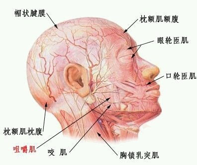 美容整形于面相学的讲究,先从人的头部骨骼结构,肌肉结构图