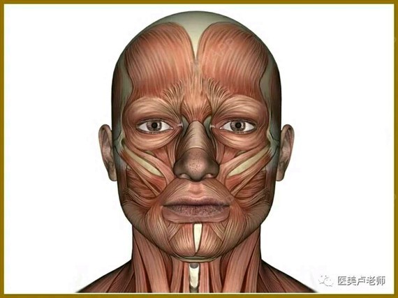 面部的肌肉有表情肌和咀嚼肌,其中对外形影响较大的是_圈子-新氧美容