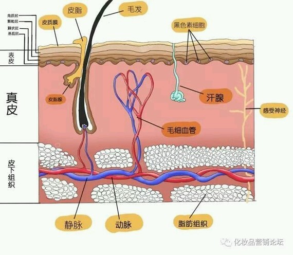 皮肤基础知识 人的皮肤分为三层:表皮,真皮,皮下组织.