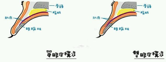 双眼皮的解剖构造