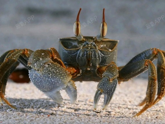 割完双眼皮什么可以吃什么不能吃现如今其实还