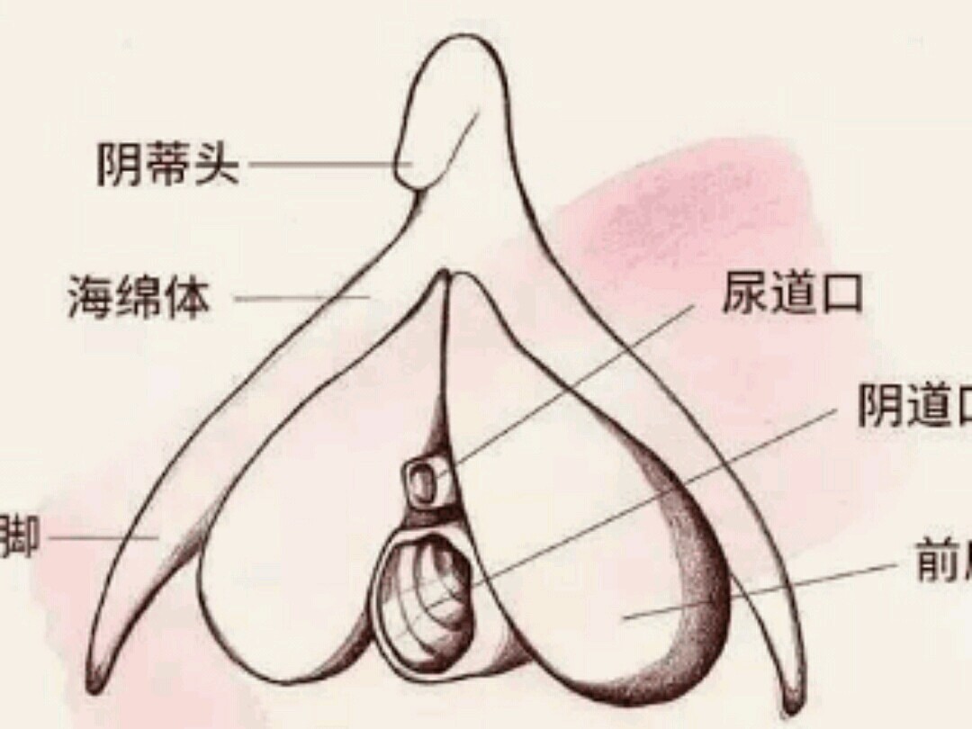 女人应该怎么保护娇滴滴的阴蒂呢?