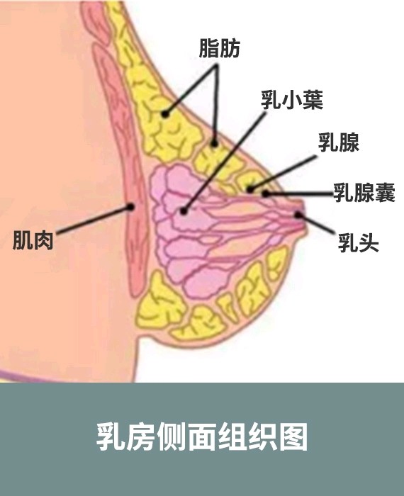 [女人的胸是不是会被越摸越大?