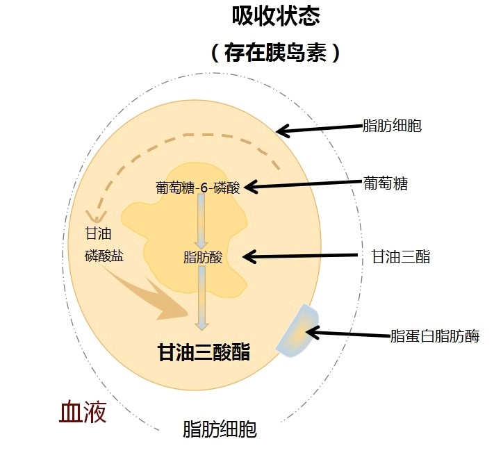 烤排骨)等甘油三酸脂类脂肪美食 胆囊乳化脂肪,将大颗粒脂肪分解成微