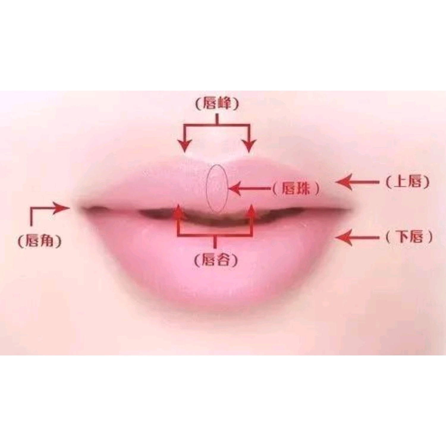m唇是通过手术方式用于上唇使唇珠突出,增强立体感,目前常见的中号唇
