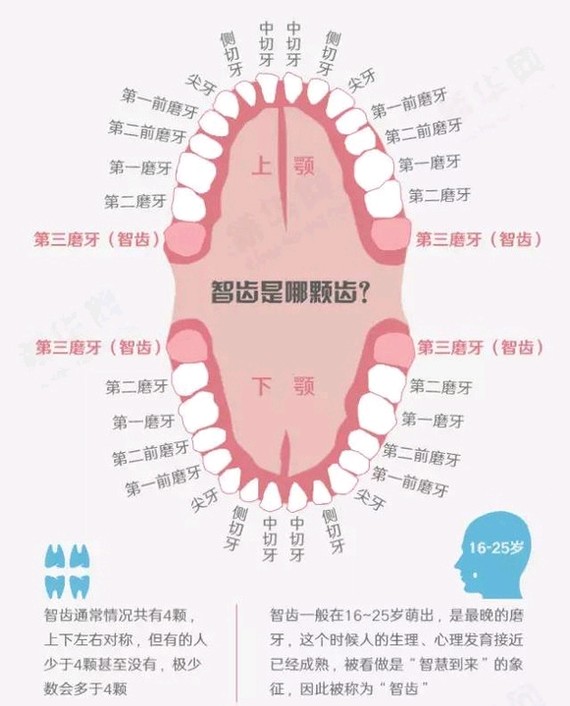 排在最后面(上,下,左,右共4颗),在智齿的生长过程中,其中有一部分就被