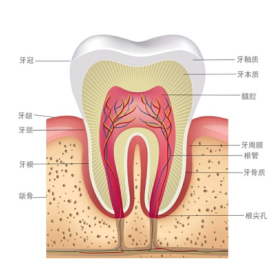 牙齿