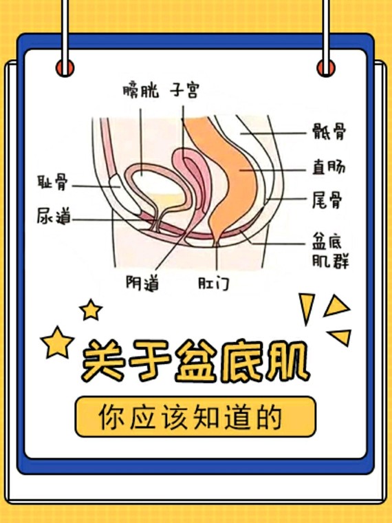 盆底肌是封闭骨盆底的肌肉群,承托着女人的膀胱,子宫,阴道,直肠等