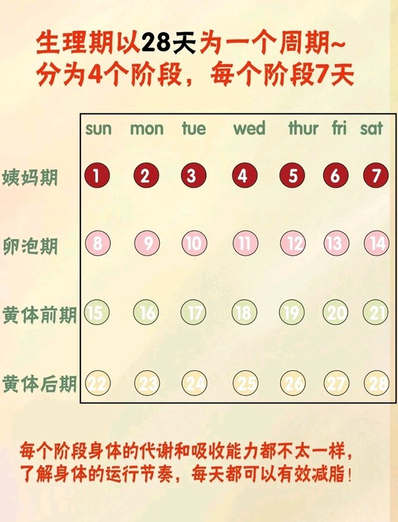 才能更好的合理安排训练计划 生理期分为四个阶段 月经期——卵泡期