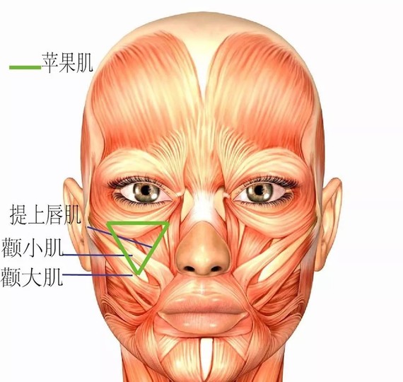 苹果肌的饱满和颧骨有什么关系?