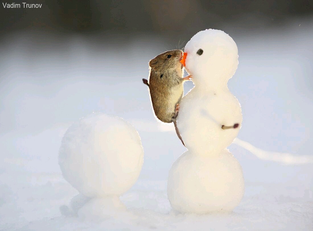 最不想删的一组可爱的小松鼠吃小雪人的鼻子呀