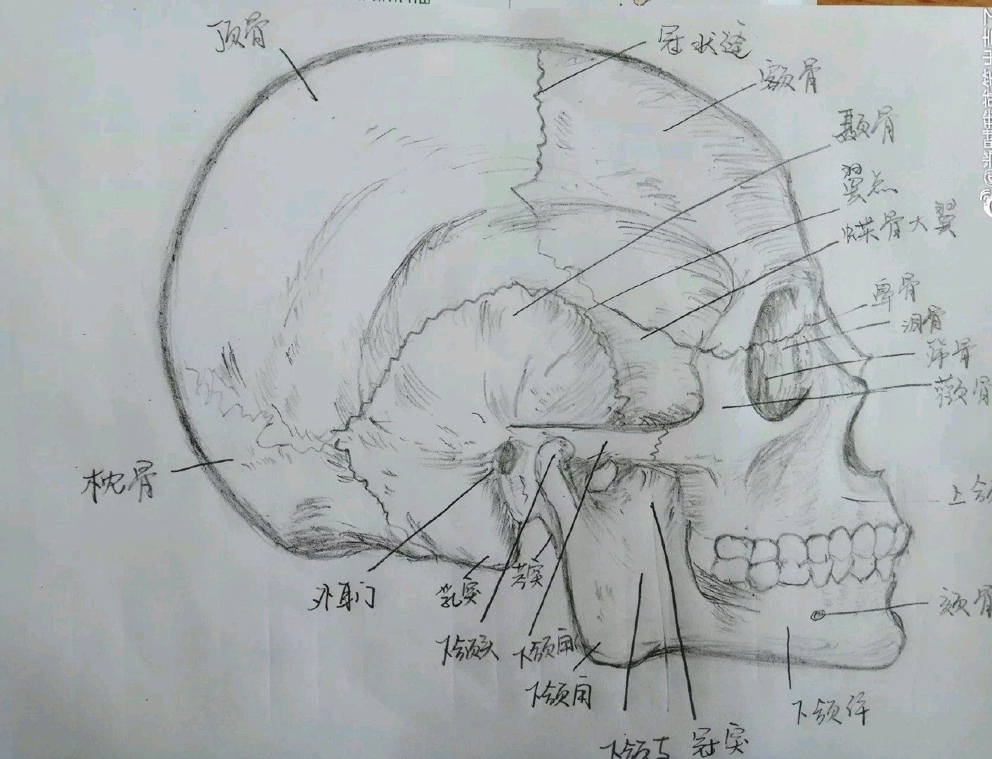 一张人头骨骼分布图