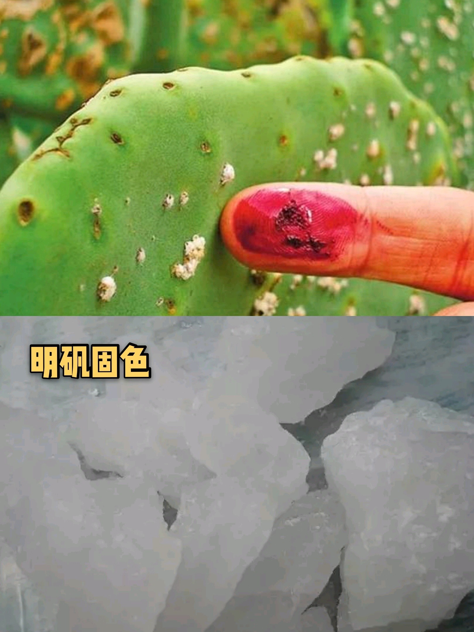 这个胭脂虫是