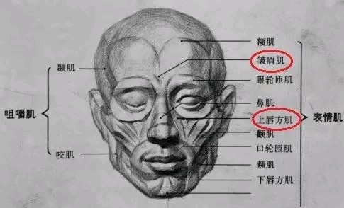 我觉得比其他的容易理解一些,放在这里啊 皱眉肌主要由降