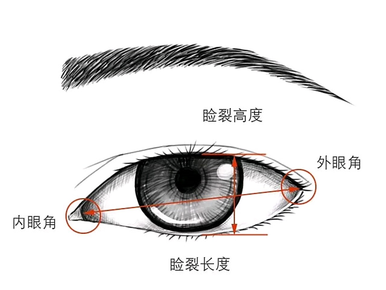 传说中的标准眼型,你知道多少呢?