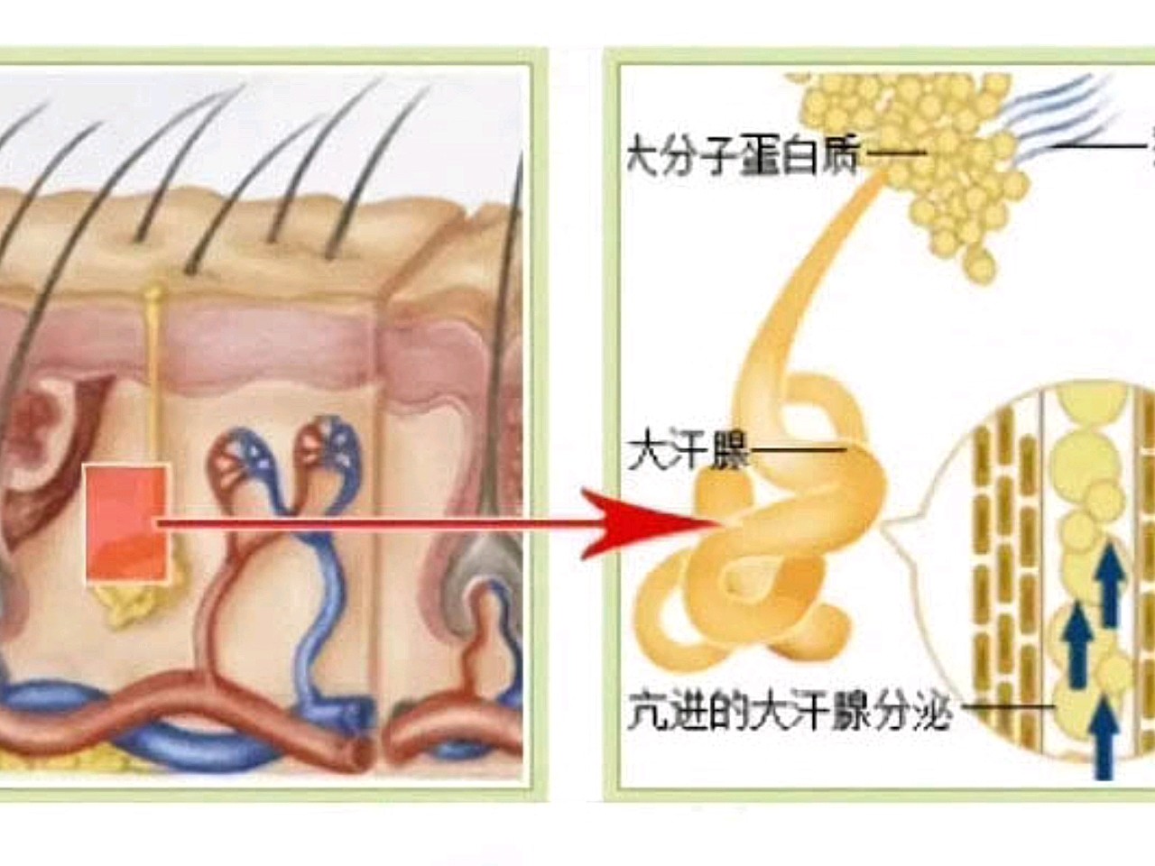 顶泌汗腺(也称大汗腺)活跃分泌汗液进而汗液被皮肤表面细菌分解后产生