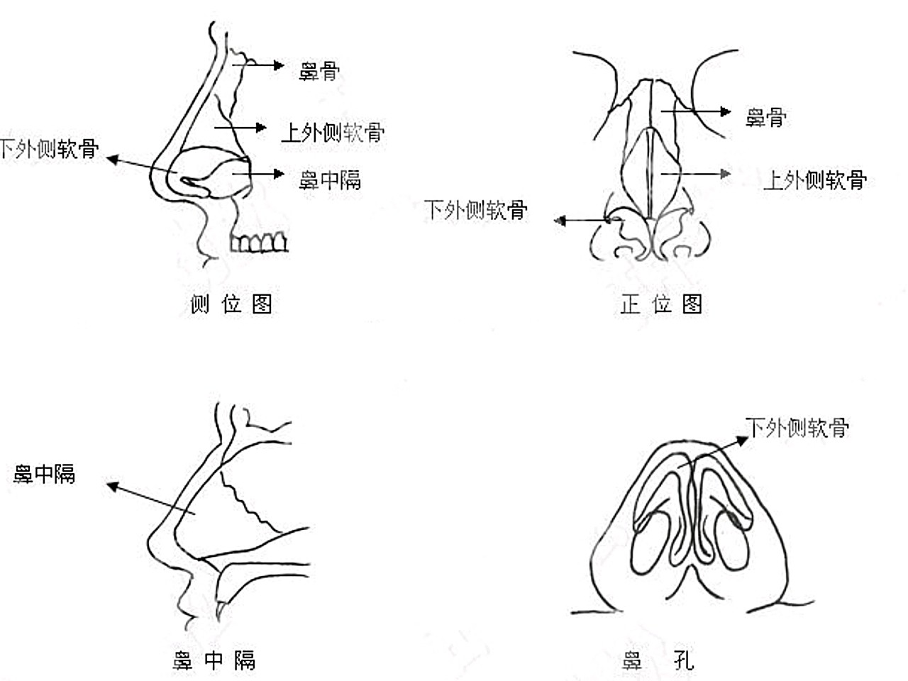 一起认识下鼻部的解剖结构[玫瑰][玫瑰]外鼻:外鼻_圈子-新氧美容整形