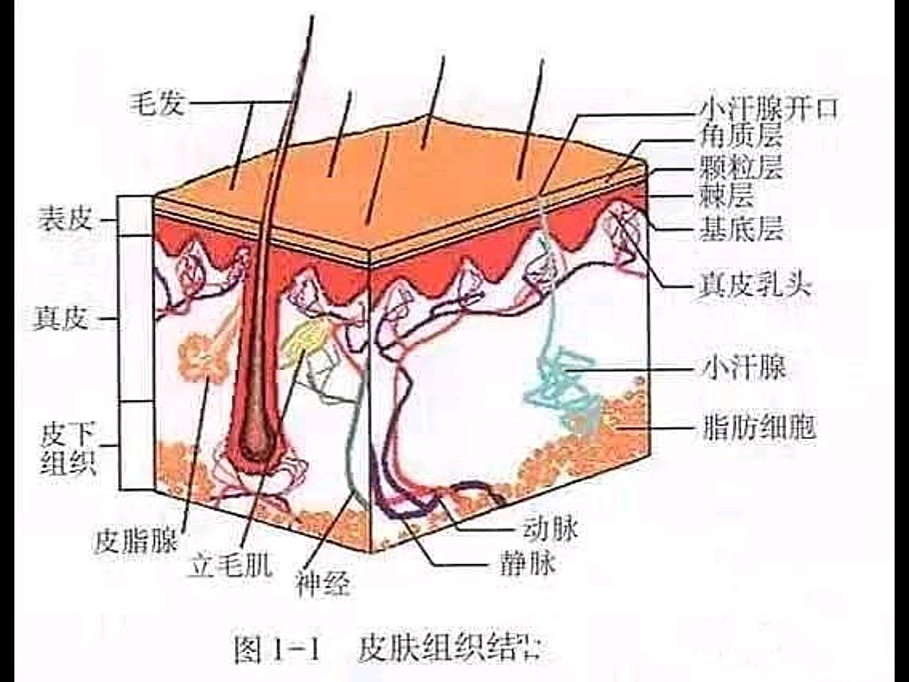 1,皮肤结构有哪三层?