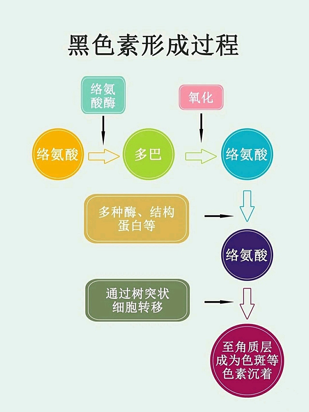 而黑色素生成的是通过色体内酪氨酸—酪氨酸酶反应形成的(也是色斑