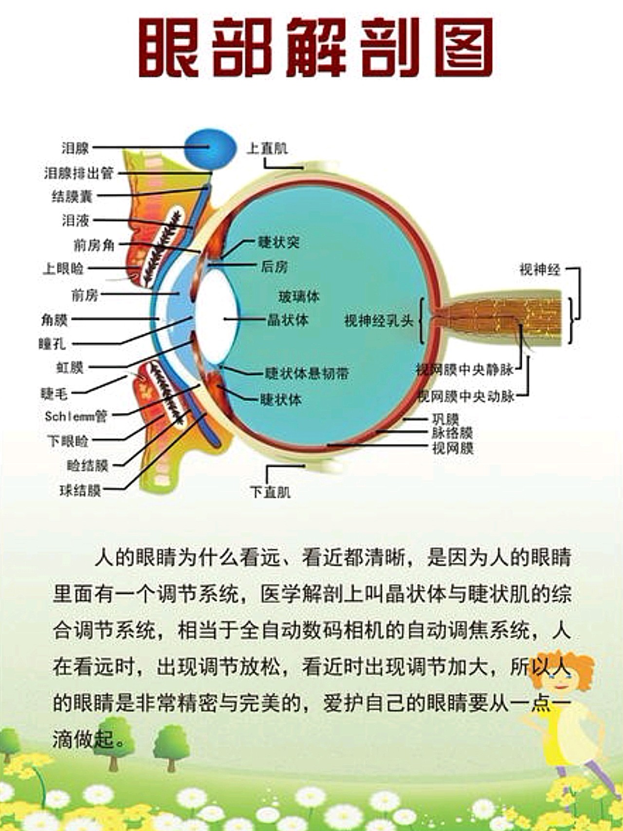 眼部解剖图