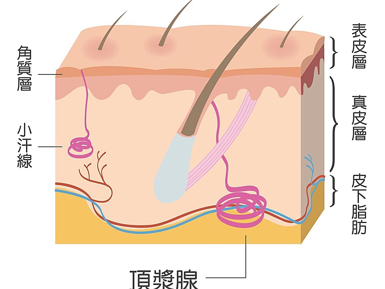 是由腋窝,耳部等顶泌