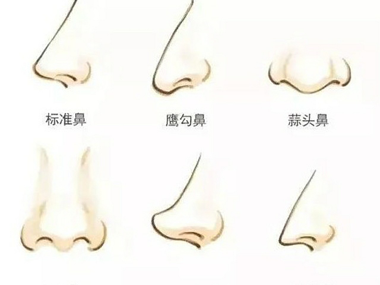 最受日本女性欢迎的五种鼻子 - 知乎