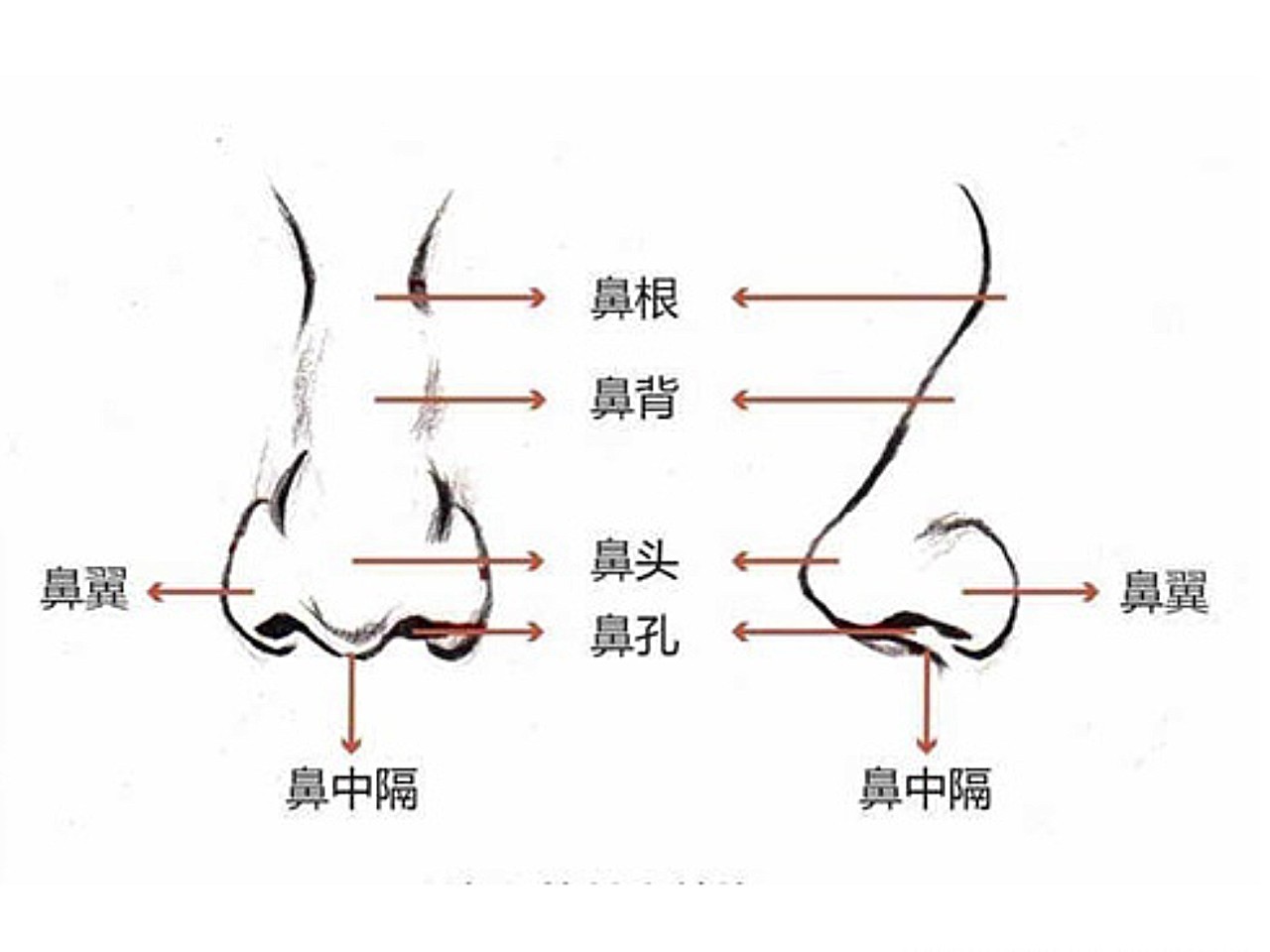 鼻子哪部分值得调节?