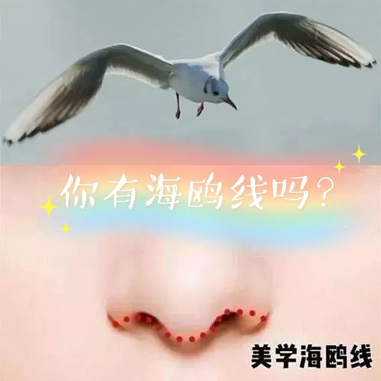 你有海鸥线吗?