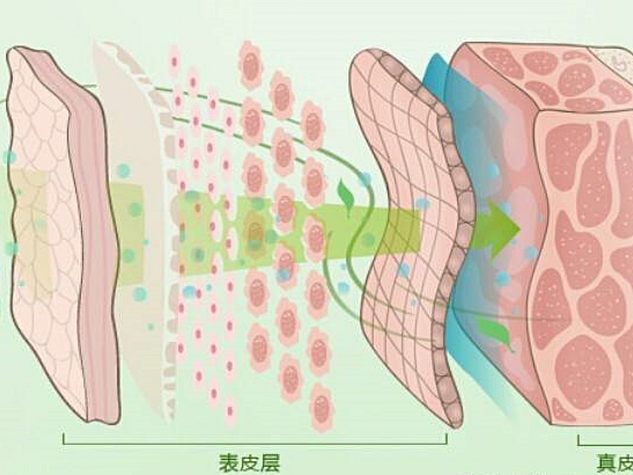 91水光补水是利用负压针头在皮肤真皮层注入皮肤所需要_圈子-新氧