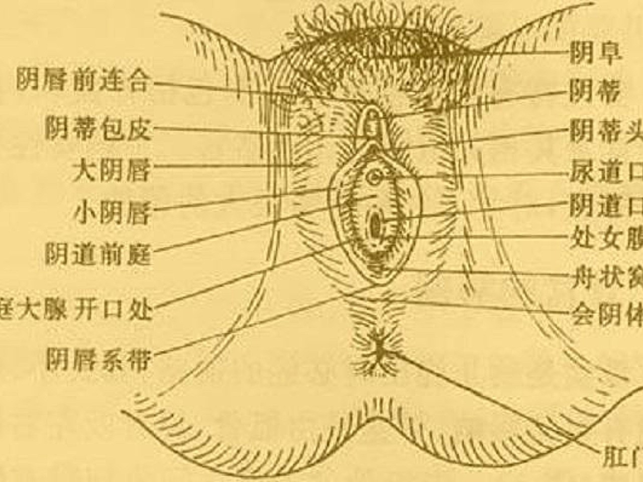 包括阴阜,大阴唇,小阴唇,阴蒂,前庭,前庭大腺,前庭球,尿道口,阴道口和