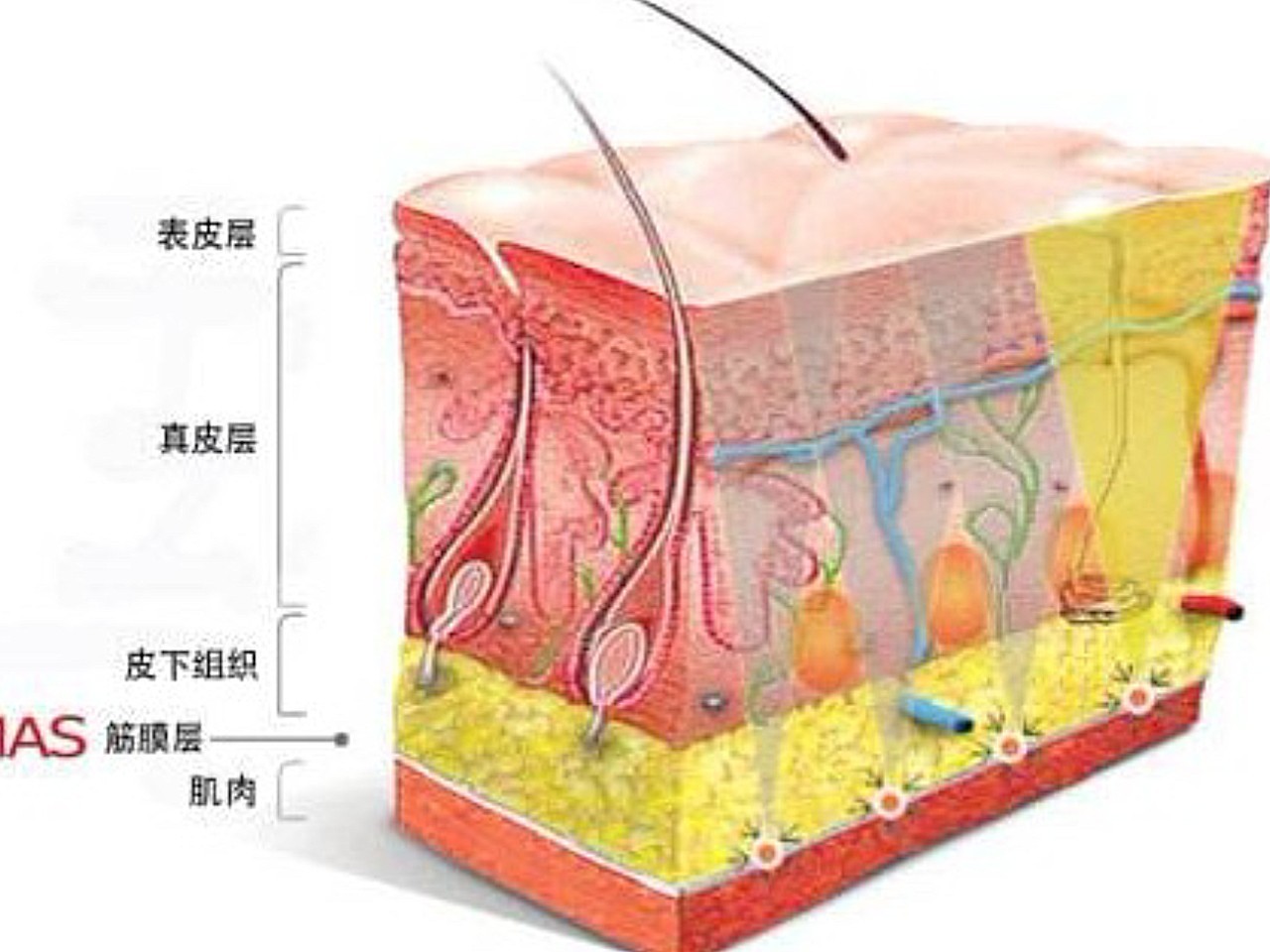 筋膜折叠提升普及一下知识:#9月精选功课榜