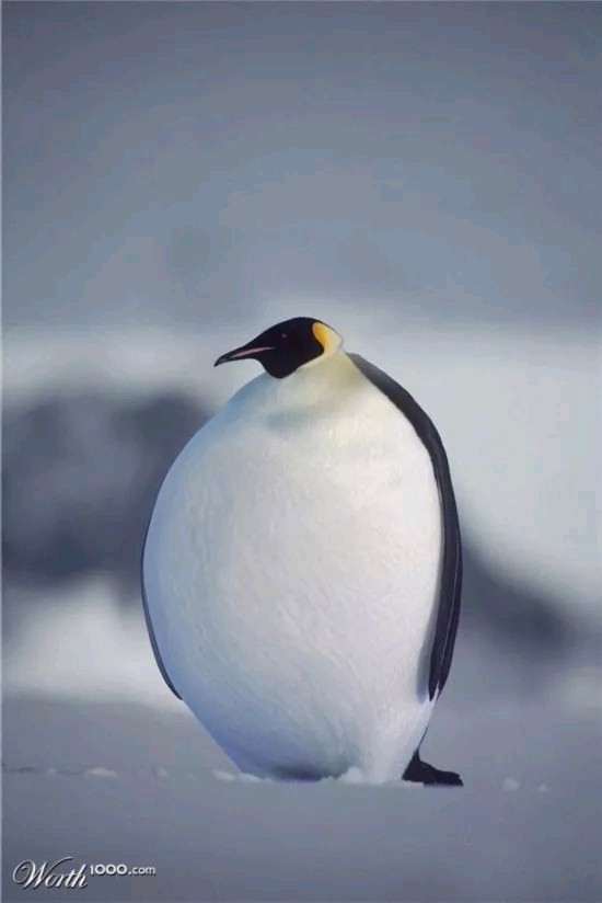 于双全