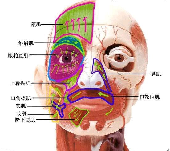 笑肌在哪  