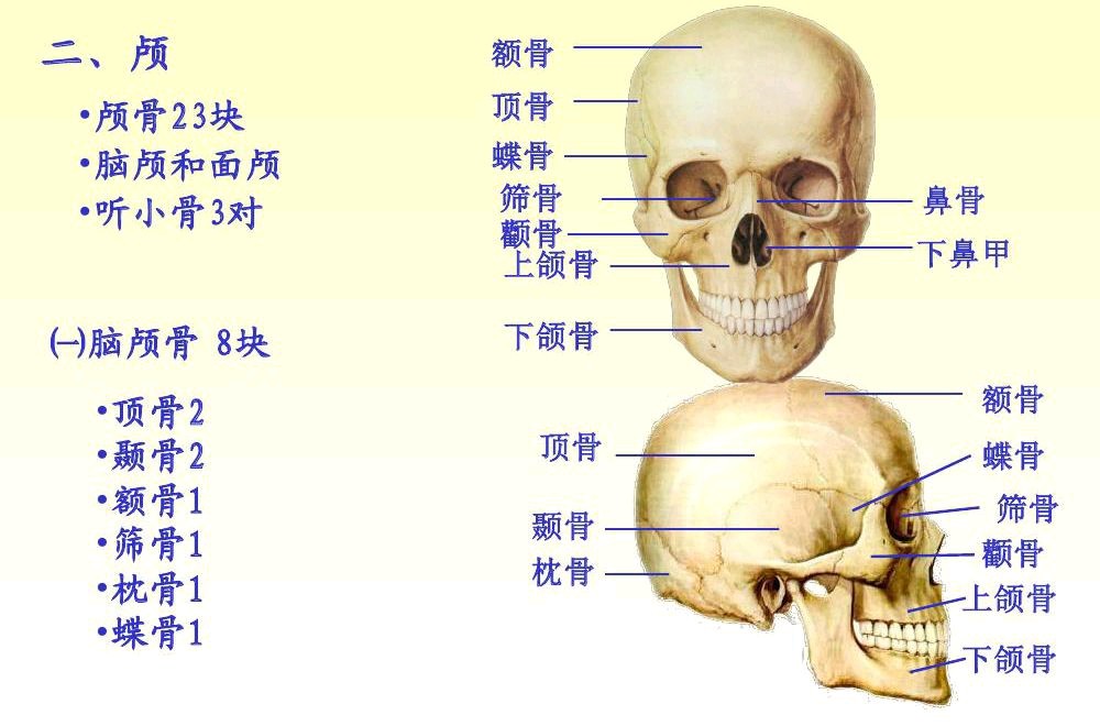 刘雯这样的是不是完美头骨?