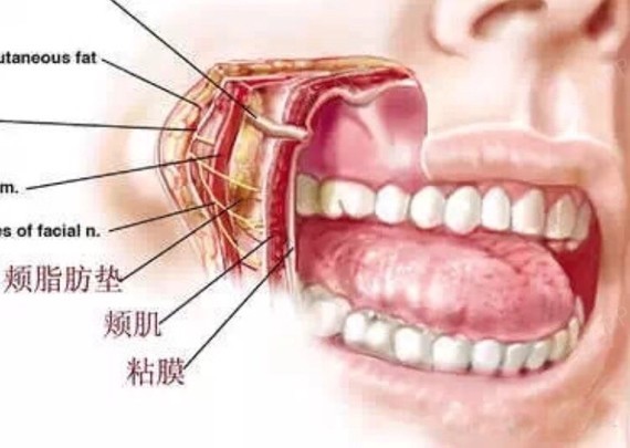 什么是颊脂垫?