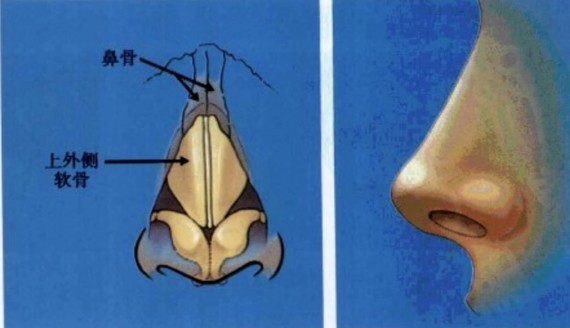 符世凯-鼻部解剖部位科普(一)