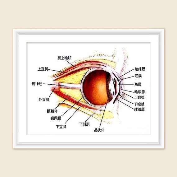 眼结膜与术后结膜脱垂的处理