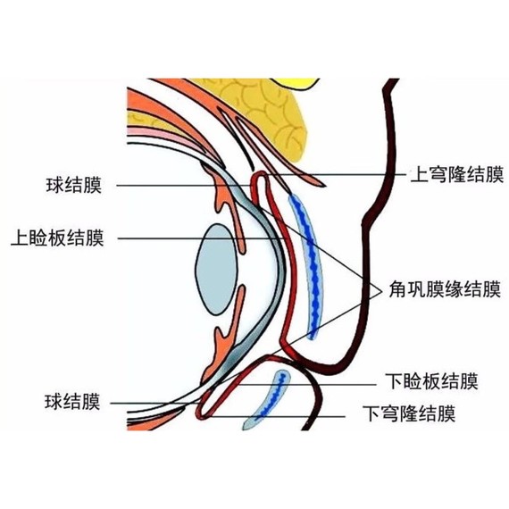 78眼部专题|整形医生必须了解的眼结膜认知7893结膜为一层薄而