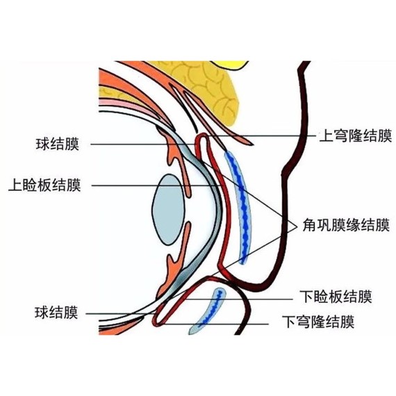 覆盖在眼睑后面和眼球前面,分睑结膜,球结膜,穹窿部结膜